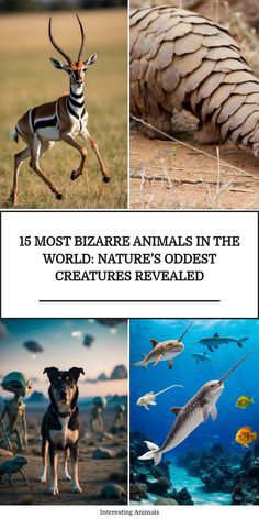 an image of animals in the wild with caption that reads 15 most bizarre animals in the world