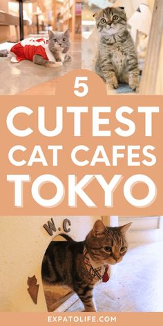 Complete guide to the best cat cafes in Tokyo, Japan, featuring the unique Tokyo Japan cat cafes, tokyo cat cafe aesthetic, and must-visit cafe spots like Cat Cafe Mocha Tokyo.