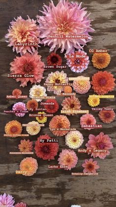 an array of flowers are arranged on a wooden surface, with the names below them