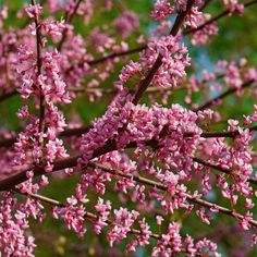 pink flowers blooming on the branches of a tree