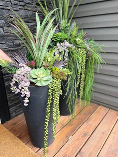 three potted plants sitting on top of a wooden table