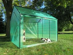 a dog in a green enclosure with a black and white cat on the grass next to it