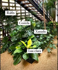 there are many different types of plants in the house that you can see on this page