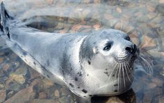 a seal is sitting in the water on some rocks and pebbles with his head above the water's surface