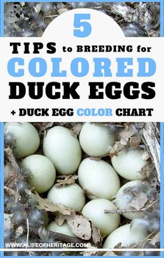 a bunch of eggs that are sitting in the grass with text overlay reading 5 tips to breeding for colored duck eggs + duck egg color chart