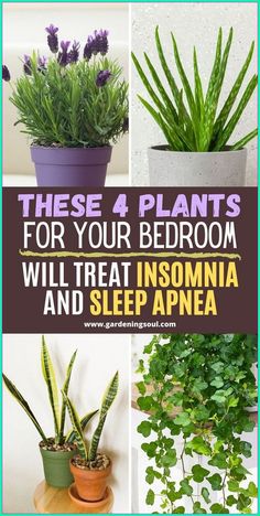 Sleep Disorder, Garden Remedies, Household Plants, Plant Care Houseplant, Plant Hacks, Dekor Diy, Growing Plants Indoors, Best Indoor Plants