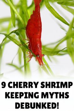 a red shrimp with the words 9 cherry shrimp keeping myths debunked