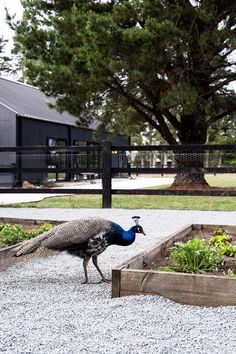 a peacock is standing in the gravel near some plants and trees, looking for food