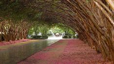 the walkway is lined with trees and pink flowers