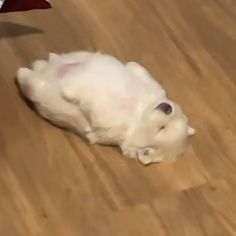 a small white dog laying on top of a wooden floor