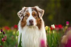 a brown and white dog standing in a field of flowers with tulips behind him