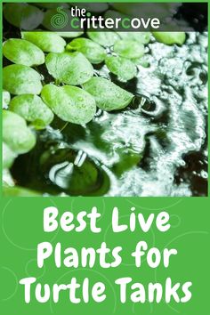 green plants with the words best live plants for turtle tanks on it's cover