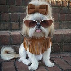 a small dog wearing sunglasses and a bow tie