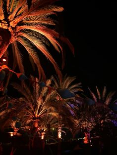 palm trees are lit up at night in the dark