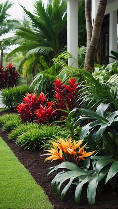 colorful tropical plants line the side of a house