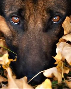 a close up of a dog's face surrounded by leaves and grass with its eyes wide open