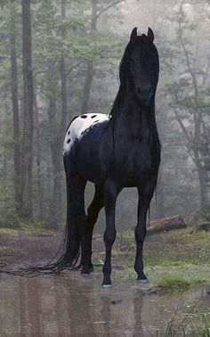 a black horse standing in the middle of a forest on a foggy, rainy day