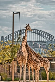 two giraffes standing next to each other in front of a large bridge