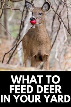 a deer with an apple in it's mouth and the words what to feed deer in your yard