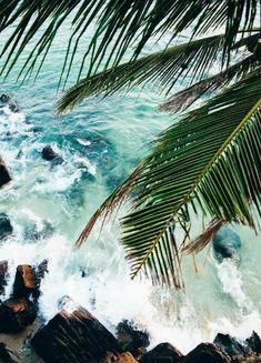 a palm tree sitting on top of a rocky beach