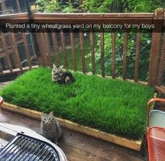 two cats sitting in the grass on a deck