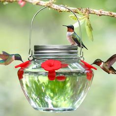 two hummingbirds are perched on a branch and one is eating from a bird feeder