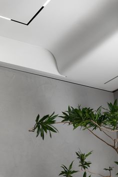 a potted plant sitting on top of a wooden table next to a white wall