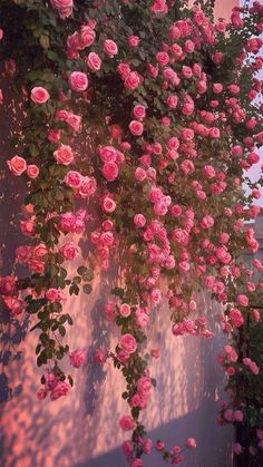 pink roses are hanging from the side of a building in front of a sunset sky