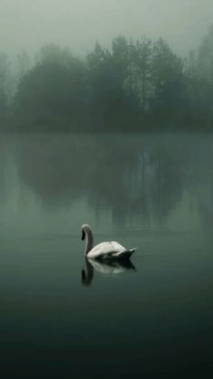 a white swan floating on top of a lake in the foggy day with trees behind it