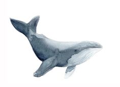 a drawing of a humpback whale in watercolor and ink on white paper