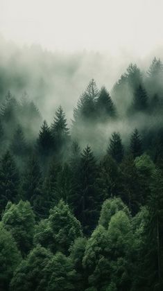 the forest is covered in fog and low lying clouds