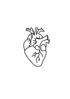 a black and white drawing of a human heart