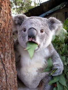 a koala bear sitting on top of a tree with leaves in its mouth and caption that reads, tu cara guardov vez un asador macho alfa