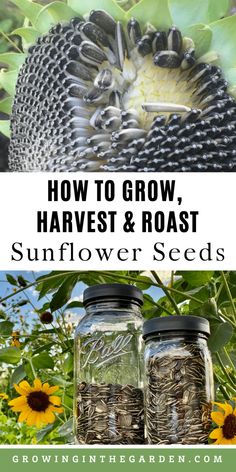 sunflower seeds are growing in mason jars with text overlay reading how to grow harvest and roast sunflower seeds