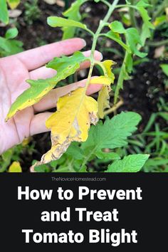 a hand holding a plant with yellow leaves and the words how to prevent and treat tomato blight