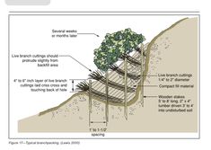 an image of a tree growing out of the side of a hill with its roots exposed