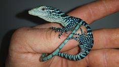 a small blue and black gecko sitting on top of someone's hand,