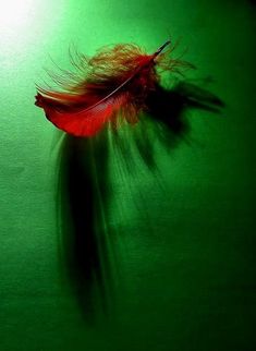 a red feather floating on top of a green surface