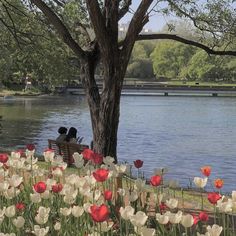 two people sitting on a park bench in the middle of a field of tulips