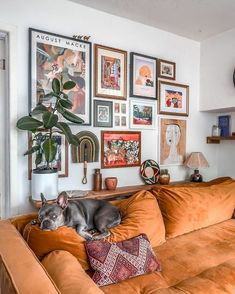 a dog laying on top of a brown couch in front of a wall full of pictures