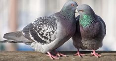 two birds standing on top of a wooden fence next to each other, with their beaks touching