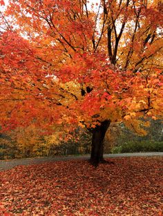 an orange tree with lots of leaves on the ground