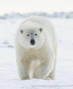 a polar bear is walking in the snow