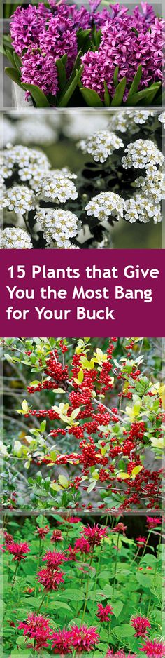 flowers and plants with the words 15 plants that give you the most bang for your buck