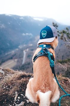 a brown and white dog sitting on top of a hill wearing a blue hat with a green leash