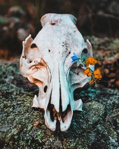 an animal skull with flowers in it's mouth on mossy ground next to rocks