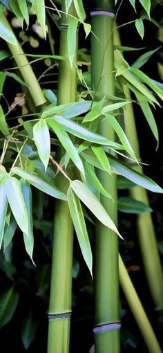 green bamboo stalks with leaves on them