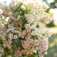 a vase filled with lots of white and pink flowers