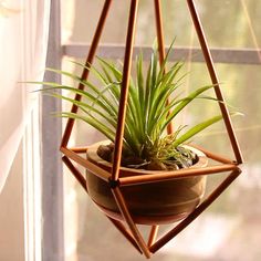 an air plant hanging from a wooden stand