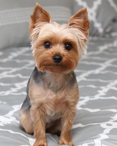 a small dog sitting on top of a bed